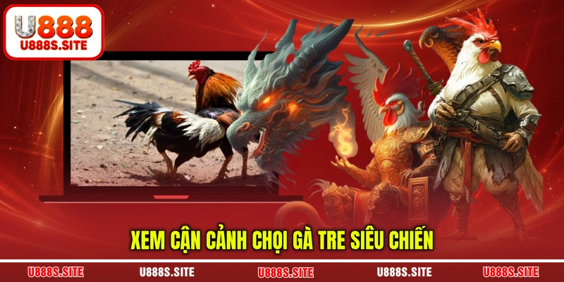 Xem cận cảnh chọi gà tre siêu chiến Xem cận cảnh chọi gà tre siêu chiến